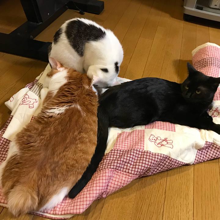 6a207149 79de 40dd 9769 11c85acd9c5d 1582366538748