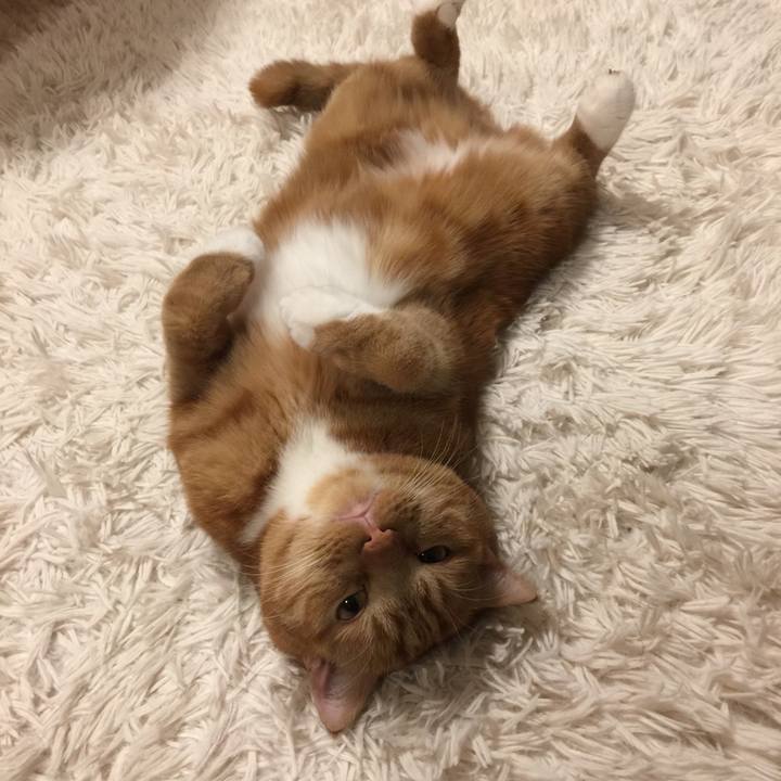 6a2084fd 5ef7 4fb7 ac39 8d2f178ca317 1543539424458