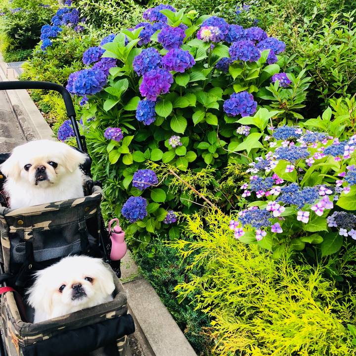 6a232aed 8b68 4afb ade1 663f360a7a71 1591737221799