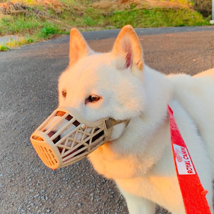 6a23c487 1a64 4e4a a2e6 e6a20a698fd1 1596399764946