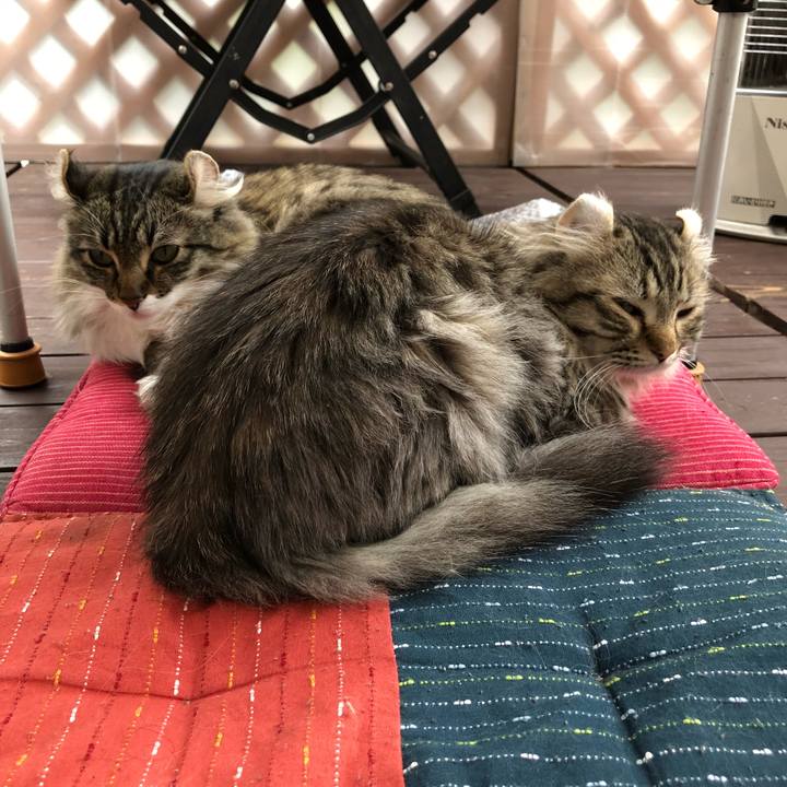 6a262083 bbc1 4dd3 b4ab 72bbef902ac5 1528866195293