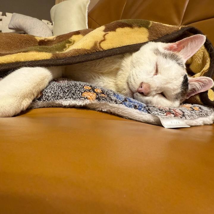 6a26c15c 2cac 4729 a935 74b6cb26be4c 1765977893744