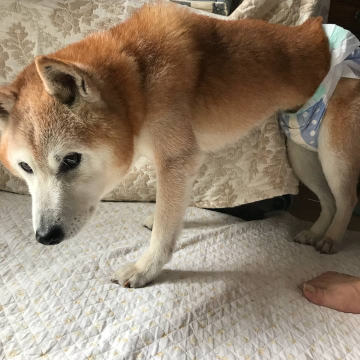 6a26d942 d07e 4cfa 93ae 8f0e1f2c4192 1532520623670