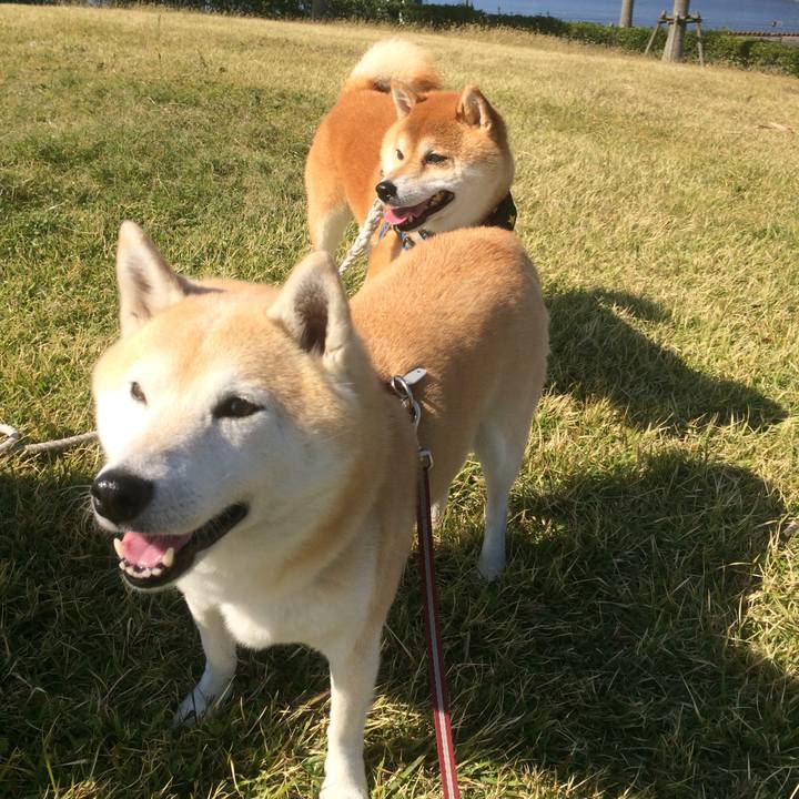 6a29a9f0 2c35 4522 9910 ab2d66ab5474 1541255504644