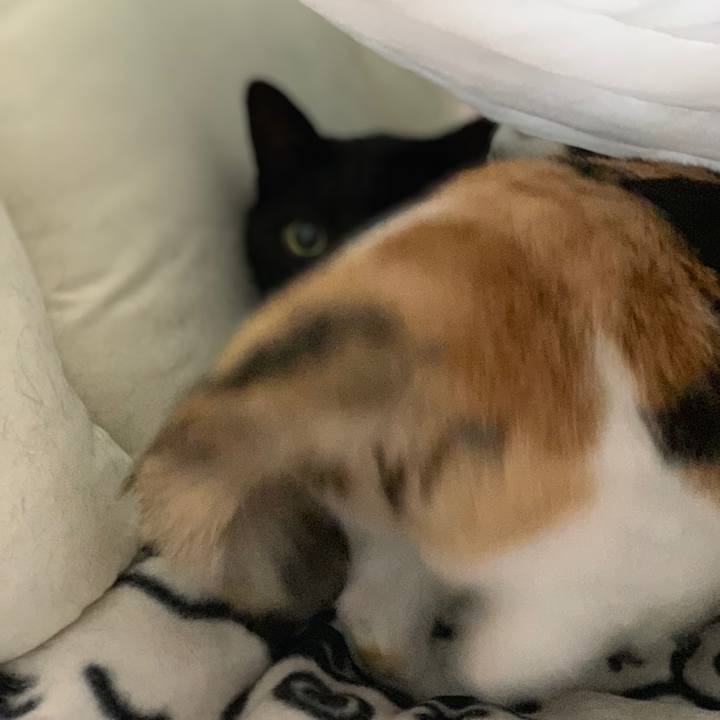 6a2a37d8 a902 4774 b56c bb7eb274be34 1543195763375