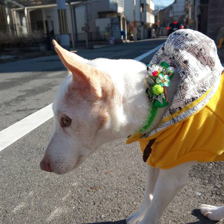 6a2b6631 f195 4b34 b4c4 1c45c3d9d699 1546306796395