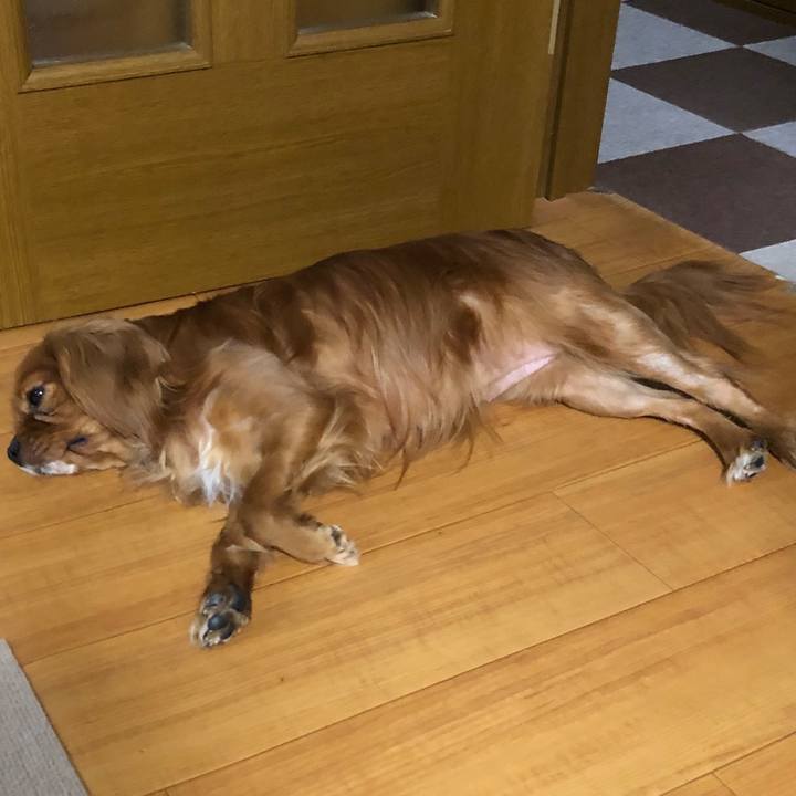 6a2d996c b487 440c a748 2f90d8812908 1526564896877