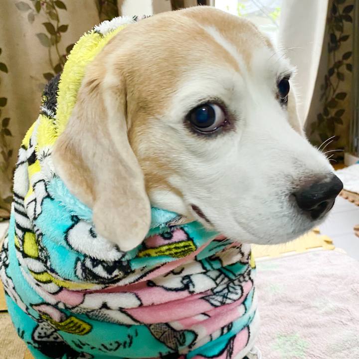 6a2f3d02 b279 4cea 98d8 718a0a01f2ec 1592540107213