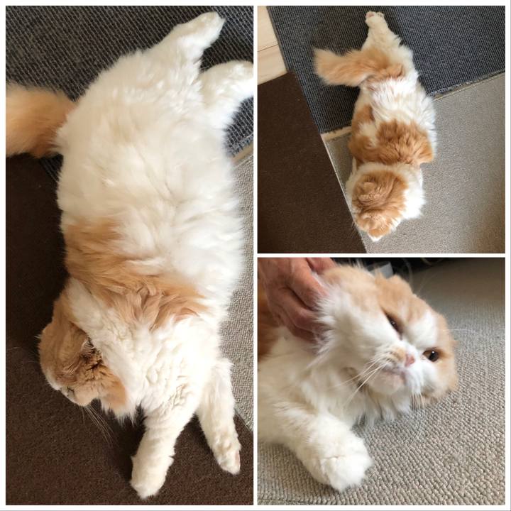 6a3062c3 38fc 4f56 9c4a 91c7d6654d16 1598564263429