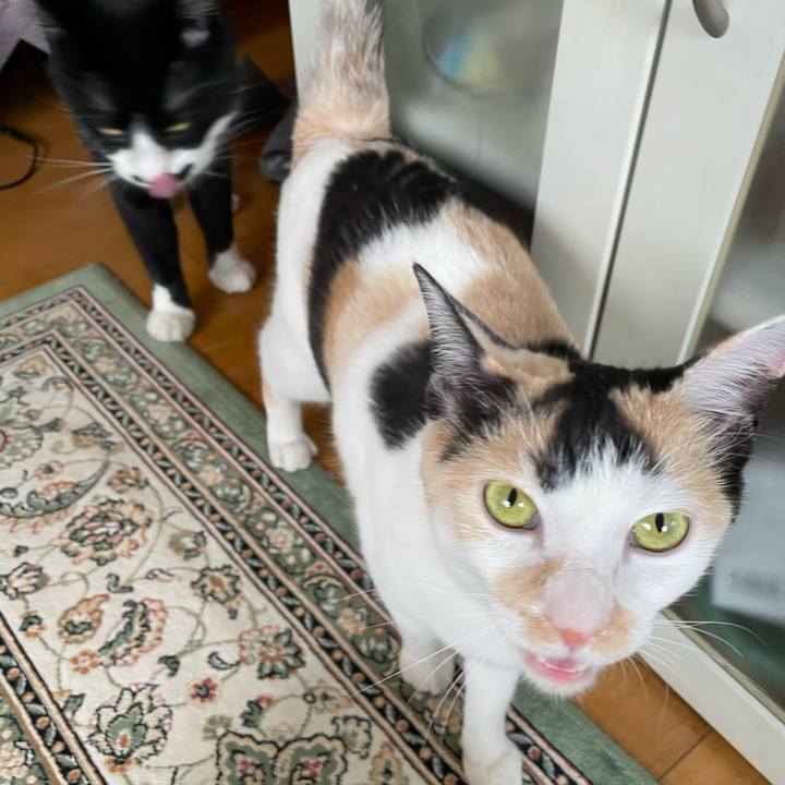 6a31b0af e013 43b3 9430 32f5c78a11f6 1685233761339