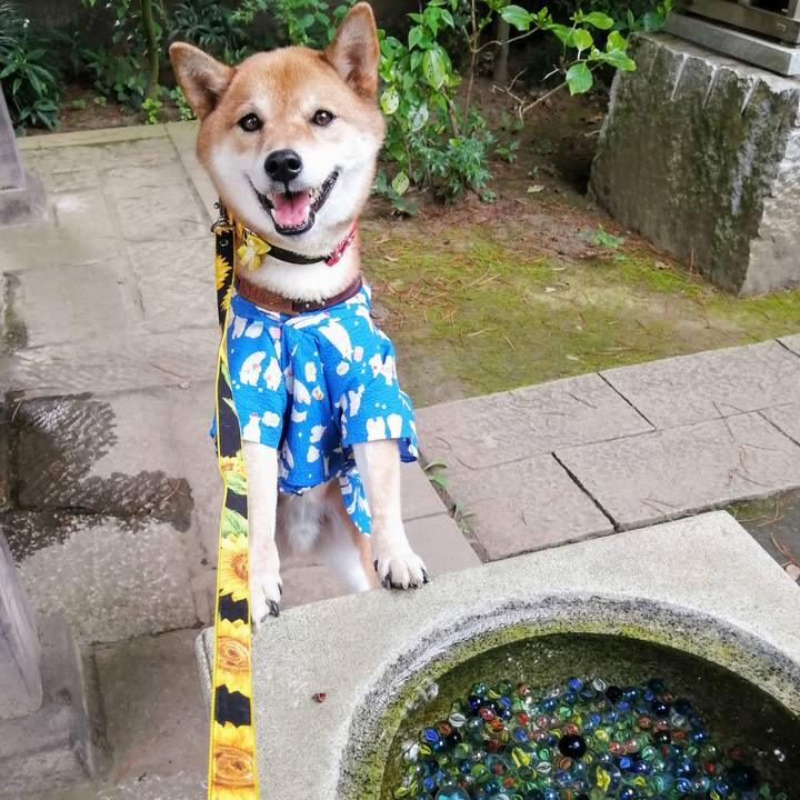 6a322be9 ea84 4f7c 8e4f 906defebef1f 1596845722693