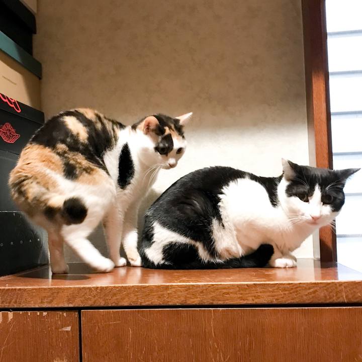 6a322e29 897a 4099 87ca cf7111d73648 1523805847185