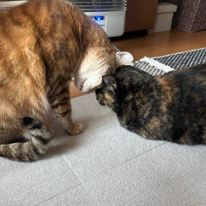 6a3255cc 277a 4be7 a6ee 964bf452dd92 1761259579449