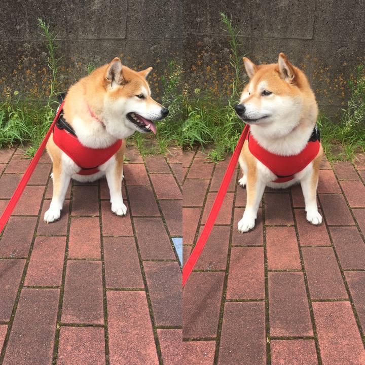 6a33c834 616a 48a0 a4c4 2e76cce7a8d4 1594616212430