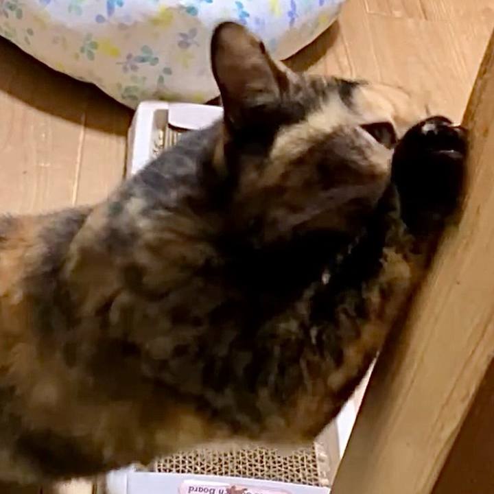 6a353c2b abf0 4de9 bb65 435738fd2f31 1730830598426