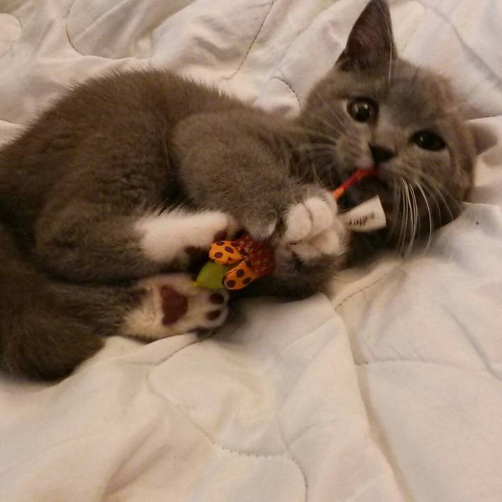 6a3628ca 7555 4453 9d3d 0c0dfff16a89 1531364620579