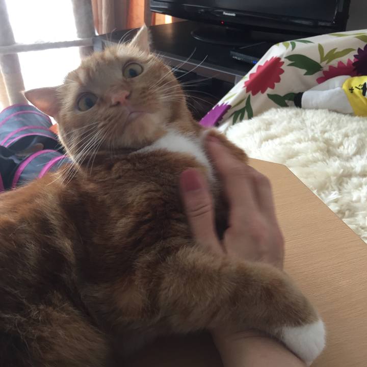 6a37e1dd bcda 49da a235 d58ec27c2b3a 1535771978064