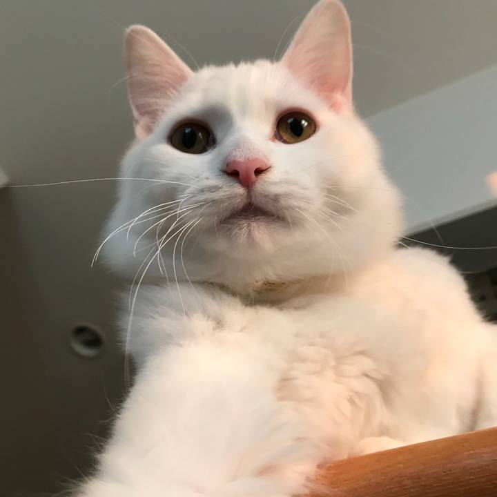 6a384ddc c424 4b7b 96ae 68a234a1ae4d 1516502269822