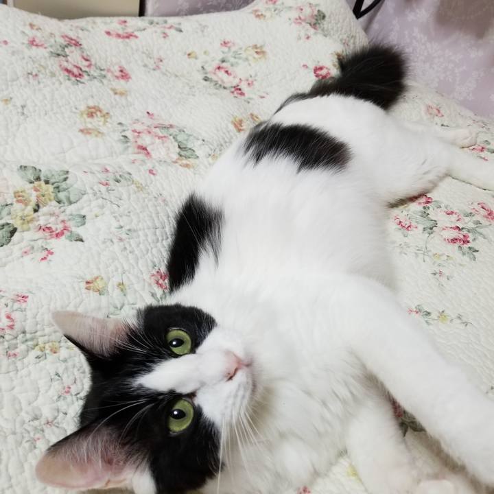 6a3c734d 7d97 4eab 8766 4110990c3071 1539955278400