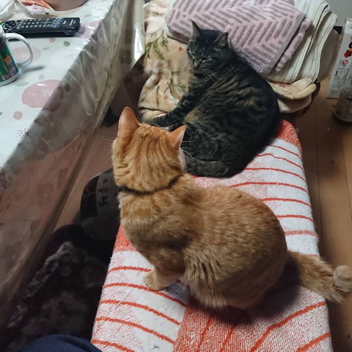 6a3d5078 12c9 434c bd8e d4edca441042 1648853940427