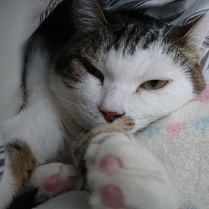 6a3ff9dd c75e 4a93 ad36 24675f7a13f6 1517457618020