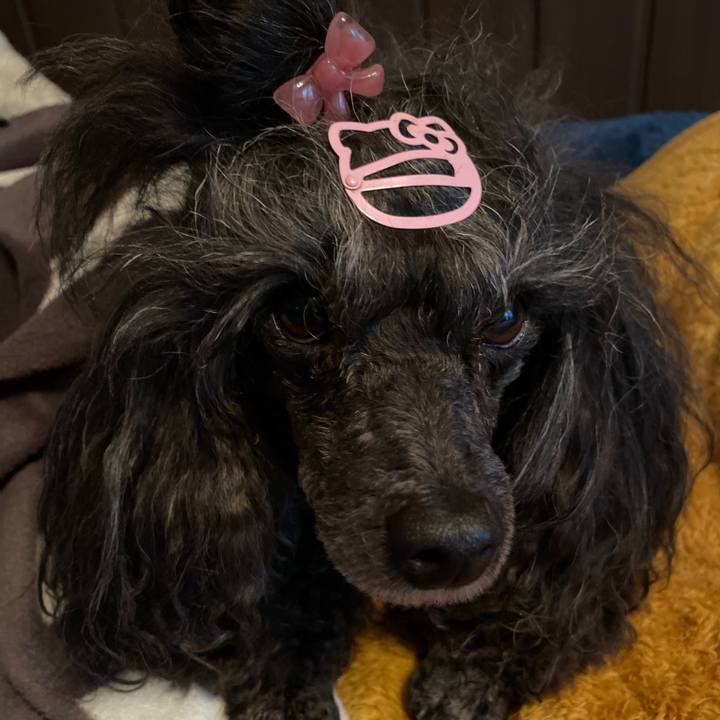 6a423f96 3ff8 40d6 9ccd 0dd7aa0e40ce 1702629523563