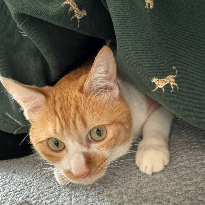 6a42a979 5bd5 44e8 84f4 1c7e23de7044 1769918803924