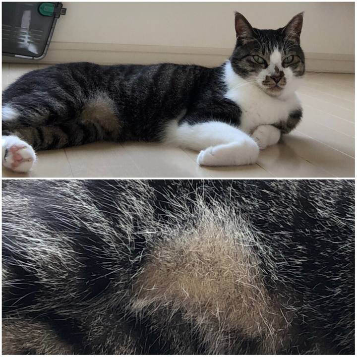 6a42a98b f5ab 4e02 8f3b d414f4af1918 1533432059676