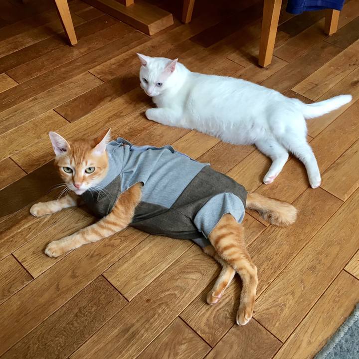 6a4775a2 54db 4703 9780 dcde6dfeb577 1536150452618