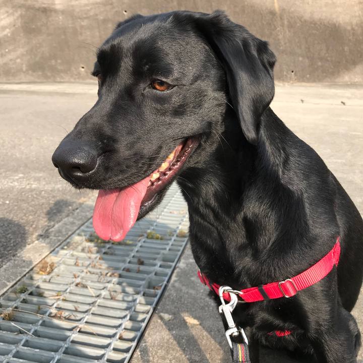 6a4a08c2 e17e 4019 be4b e652dbf5a8ef 1516593382309