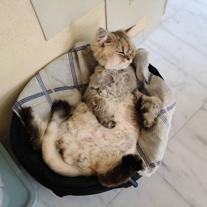 6a4b32c4 d815 49bb a46d e524b6427f7b 1625471796676