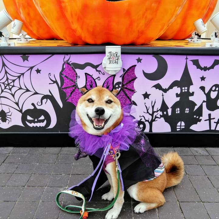 6a4b3b00 73db 4752 b61c 45975e67c222 1633506392579