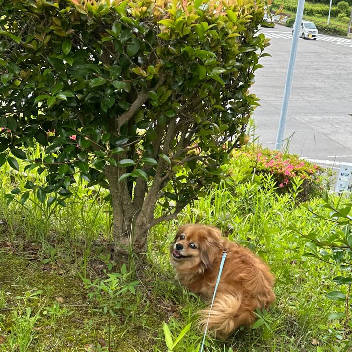 6a4c1734 c6e6 447a 99fe f8e61a4f0c7b 1748652997189