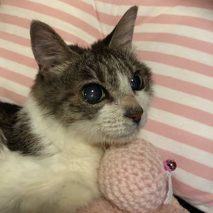 6a4eca83 6fae 4f1c b2fd 5478b1a53e47 1560141629939