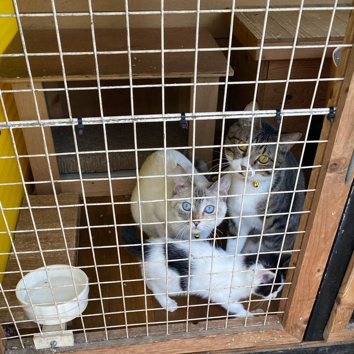 6a51b7fd bc38 4d5e 9950 534ff9022fc9 1653184302729