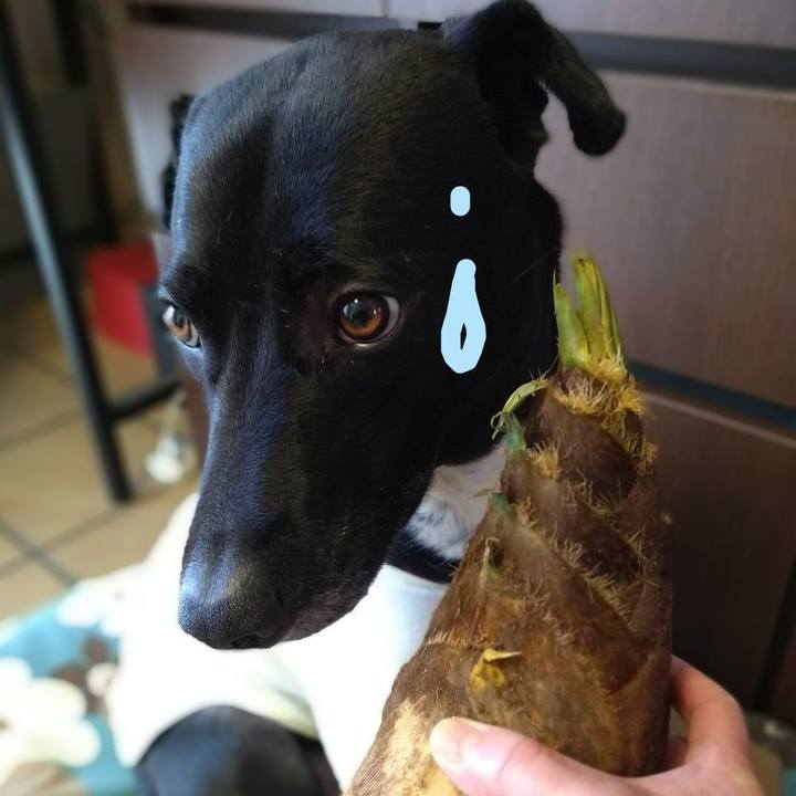 6a55e6de 4583 4096 a924 cd1276c98db4 1617791829121