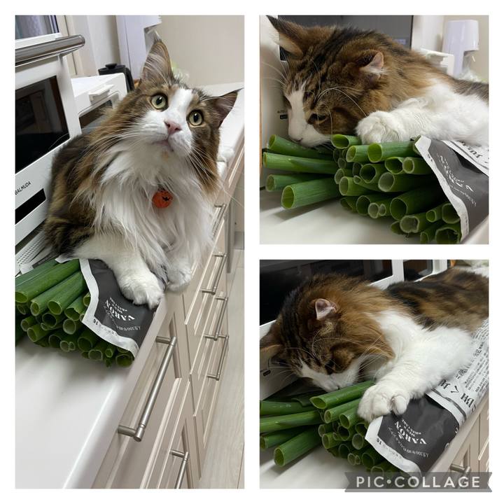 6a562792 a0e7 42bd a49f 173880cf7053 1698534928423