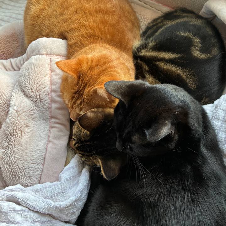 6a584c4d e556 43ff b388 f83d5b349491 1770422863949