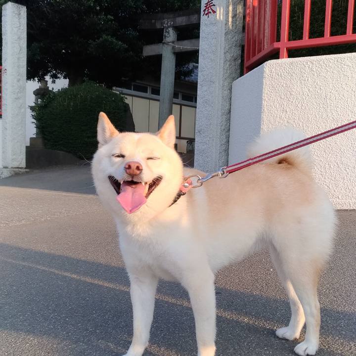 6a611068 7141 4e37 9a43 d4a407fedbf3 1597533197946