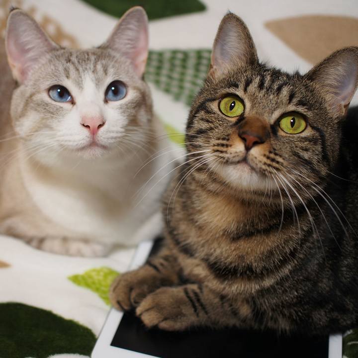 6a6188b6 9c9c 495e a8e7 29a6e92bd2f6 1540613647990