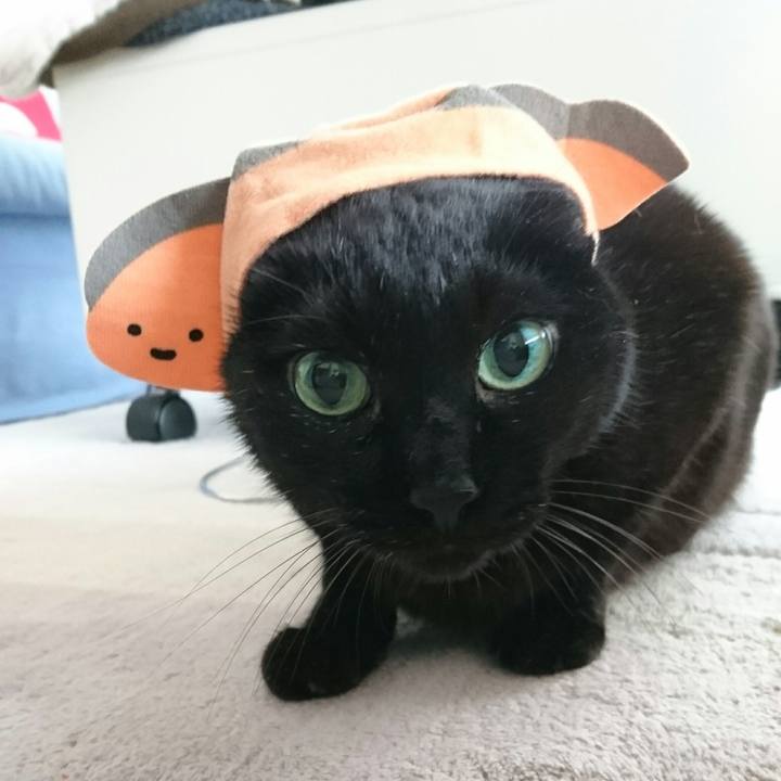 6a648a74 0d9d 4dc8 b837 ab291d2e66d4 1508648290273