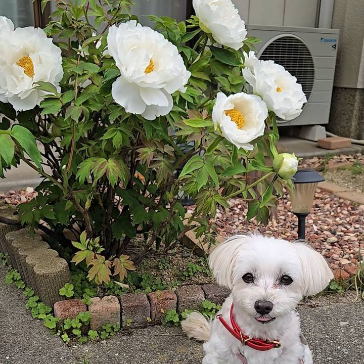 6a663398 cf9d 4d09 8b34 119fc8a4225d 1776844852106