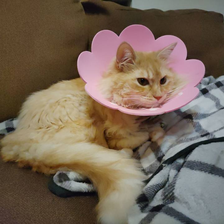 6a671e9e a17f 46f2 b8b9 1870516004ac 1721039295251