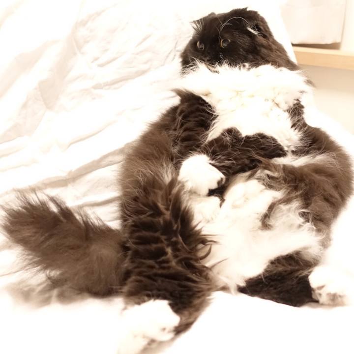 6a6a09bf b2fc 4286 9bf2 1ff593329d73 1511931300111