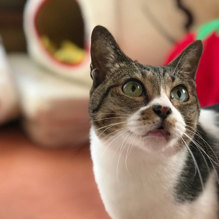 6a6bb373 30b1 414e 9a82 a55e4eb61f07 1513471360220