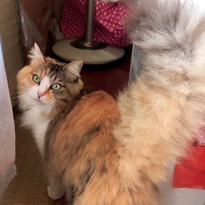 6a6c69f8 b6bb 4c11 8e4f 447aa2669bd4 1587711329024