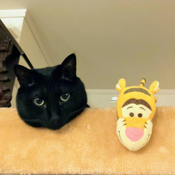 6a6cc176 7066 4814 8c9e e3016436beb0 1721736980480