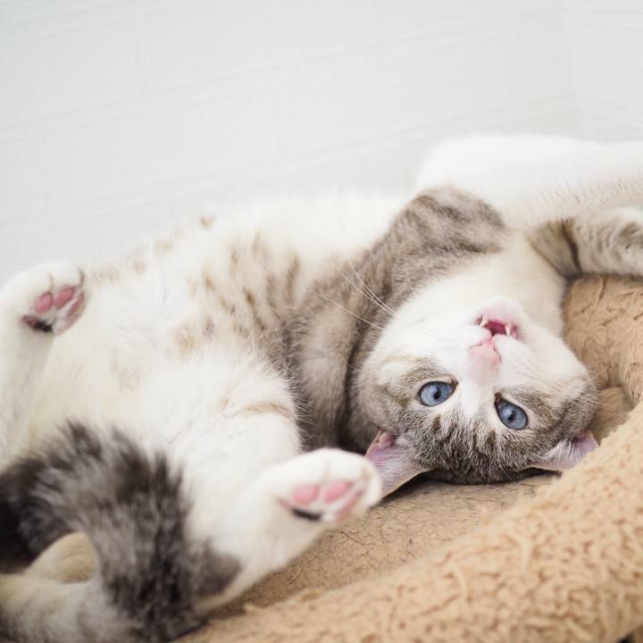 6a6cdad6 e8ef 4c91 a1e8 887b295a504e 1618793758804