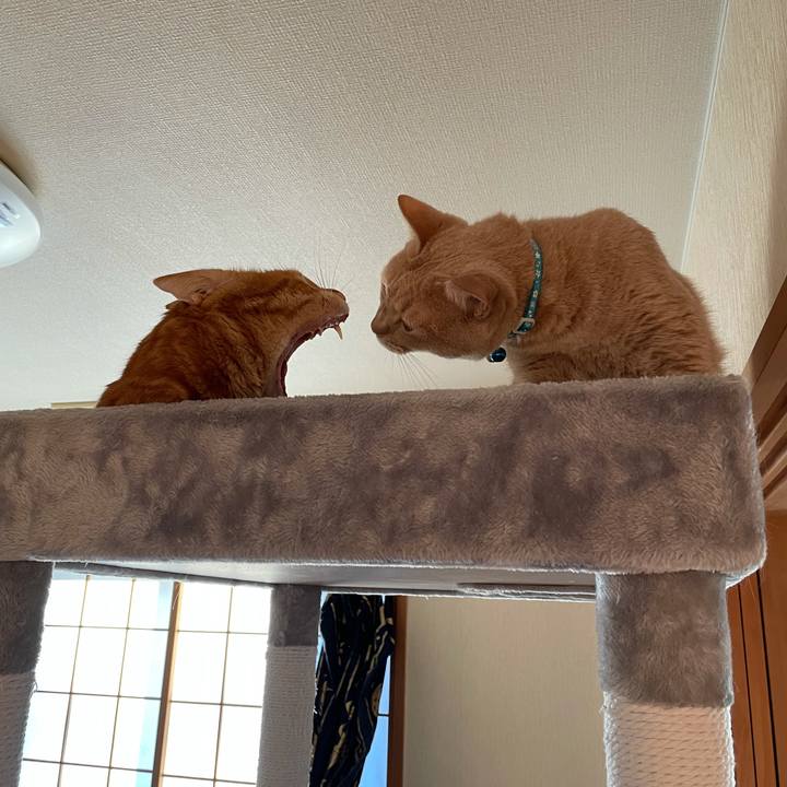 6a6cf48e 5b09 4f31 b01f 9edbd92eb3ce 1635422771319