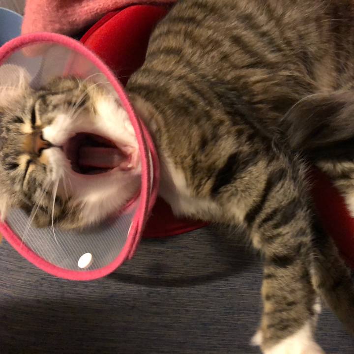 6a6de2a2 a9b2 4fe4 913b afe23bca2521 1511874062479